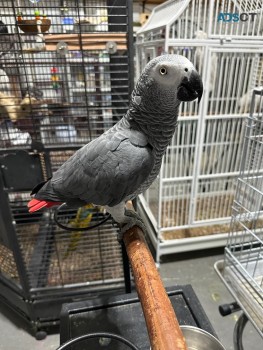 Africa gray parrot for sale