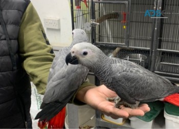 African Grey Parrot For Sale 