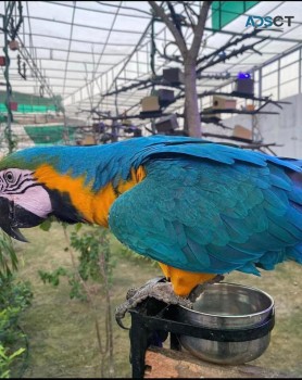 Blue and Gold macaw parrots