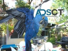 Hyacinth Macaw Parrots for Sale.