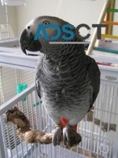 Hand-reared African Grey Parrots