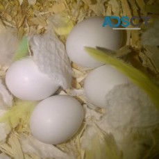 Fertile Parrot eggs