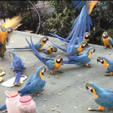 Blue and Gold Macaw parrots for sale 