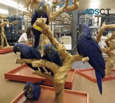 Gorgeous Hyacinth Macaw Parrots For Sale