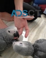 two hand raised African grey parrots.