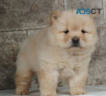 outstanding Chow Chow puppies For sale