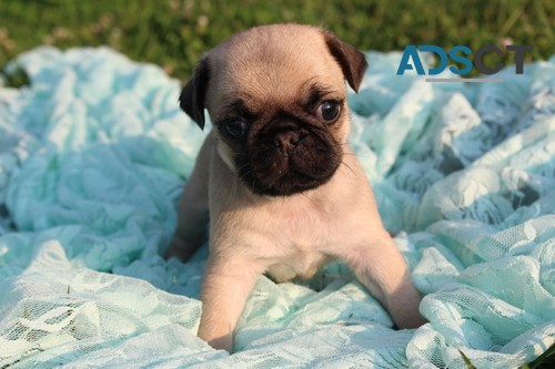 cheeky Pug Puppies For Sale.