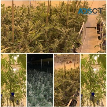 TOP QUALITY MEDICAL MARIJUANA AVAILABLE AND PILLS 