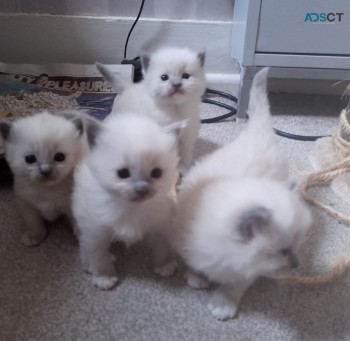Ragdoll kittens 