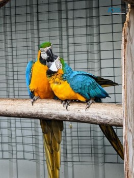 TAMED BLUE AND GOLD MACAW PARROTS 