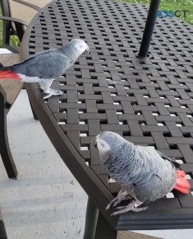 Two African Grey Parrots 