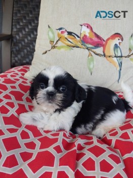 Shih Tzu Puppies