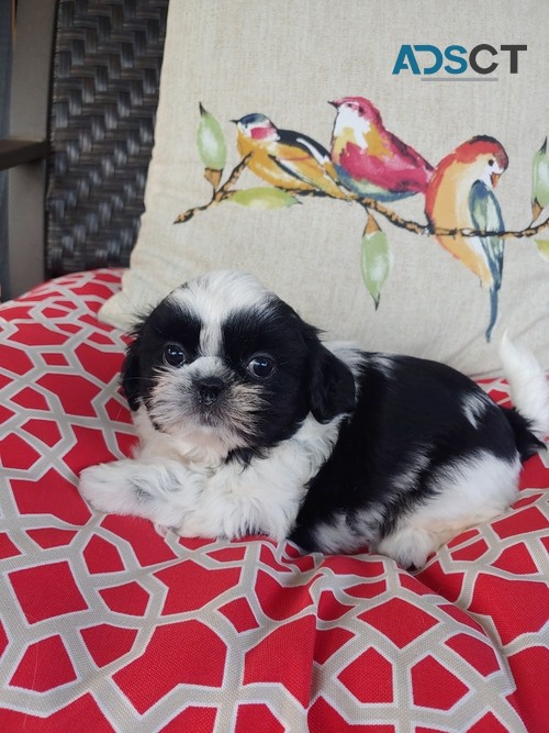 Shih Tzu Puppies