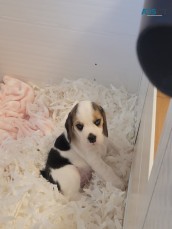 Beagle Puppies for sale 