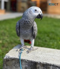 African Grey Parrot For Sale