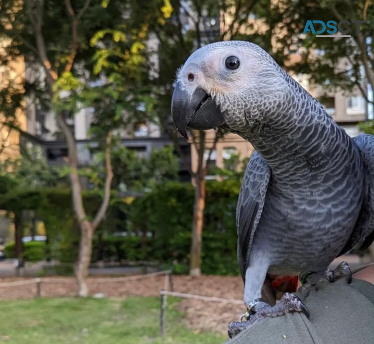 African Grey Parrot For Sale