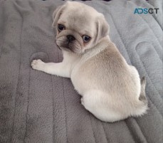 Cachorros Pug En Venta