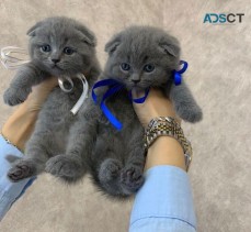 Buy Scottish Fold Kittens Online