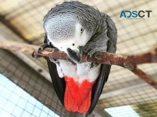 African grey parrots