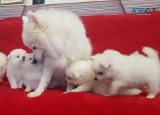 Nice and Healthy Japanese Spitz puppies 