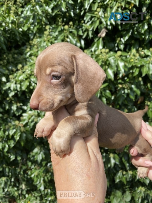Beautiful miniature dachshund 