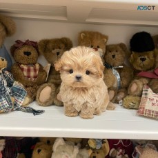 Pomeranian and Maltipoo Puppies for sale