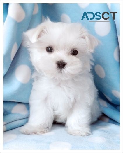 Pomeranian and Maltipoo Puppies for sale