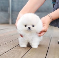 Pomeranian Puppies