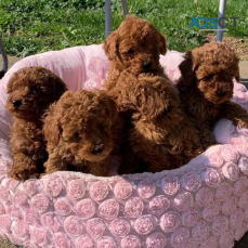 Poodle puppies ready to go now