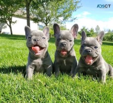 Blue French Bulldog puppies for sale