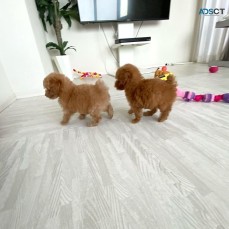 Toy Poodle puppies for sale.