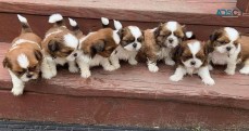 Shih Tzu puppies for sale.