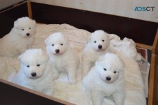 Samoyed puppies for sale.