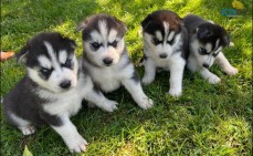 Pomsky puppies for sale.