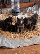  German Shepherd puppies for sale.