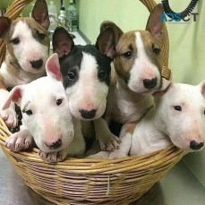  Bull Terrier puppies for sale.
