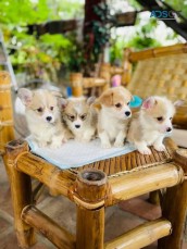 Corgi puppies for sale.