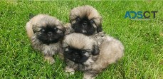 Pekingese puppies for sale.