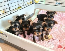 Yorkie puppies for sale.