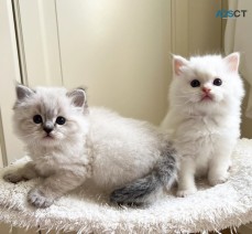 Ragdoll kittens for sale.
