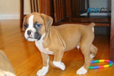 Boxer puppies for sale.