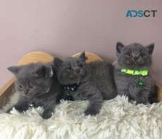 British shorthair kittens for sale.