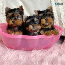 Yorkie puppies for sale.