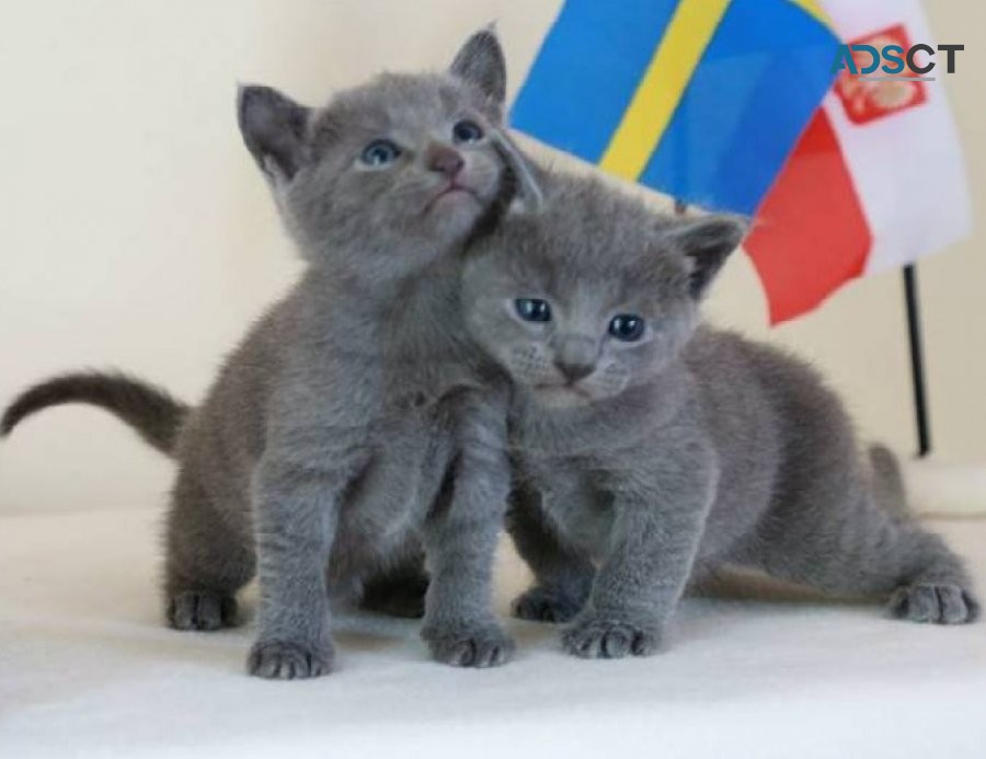 Russian Blue kittens for sale.