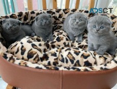  Blue Scottish fold kittens for sale.