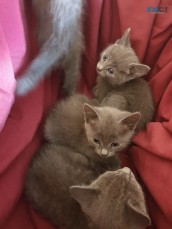 Russians Blue kittens