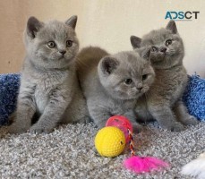 British shorthair kittens for sale,