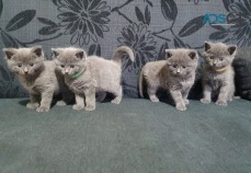 Russian Blue kittens ready now.