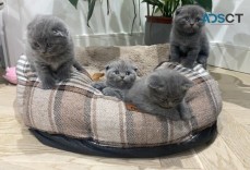 Scottish Fold kittens ready now