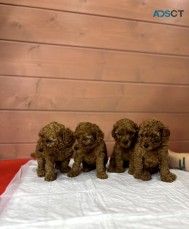 Red Poodle puppies available now.